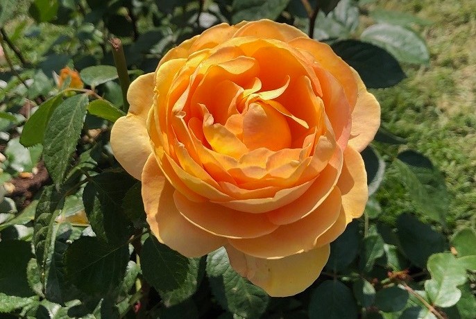 rosa-rose-fiore-flower