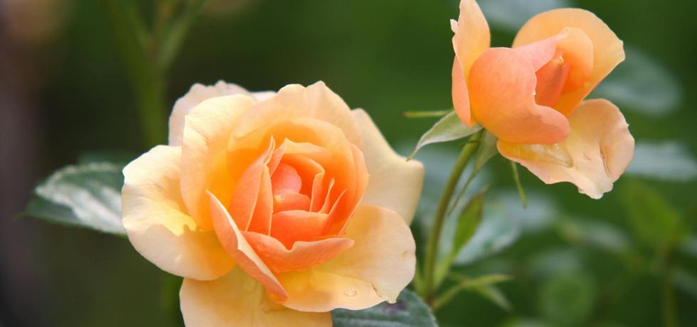 rose-rosa-flower-fiore